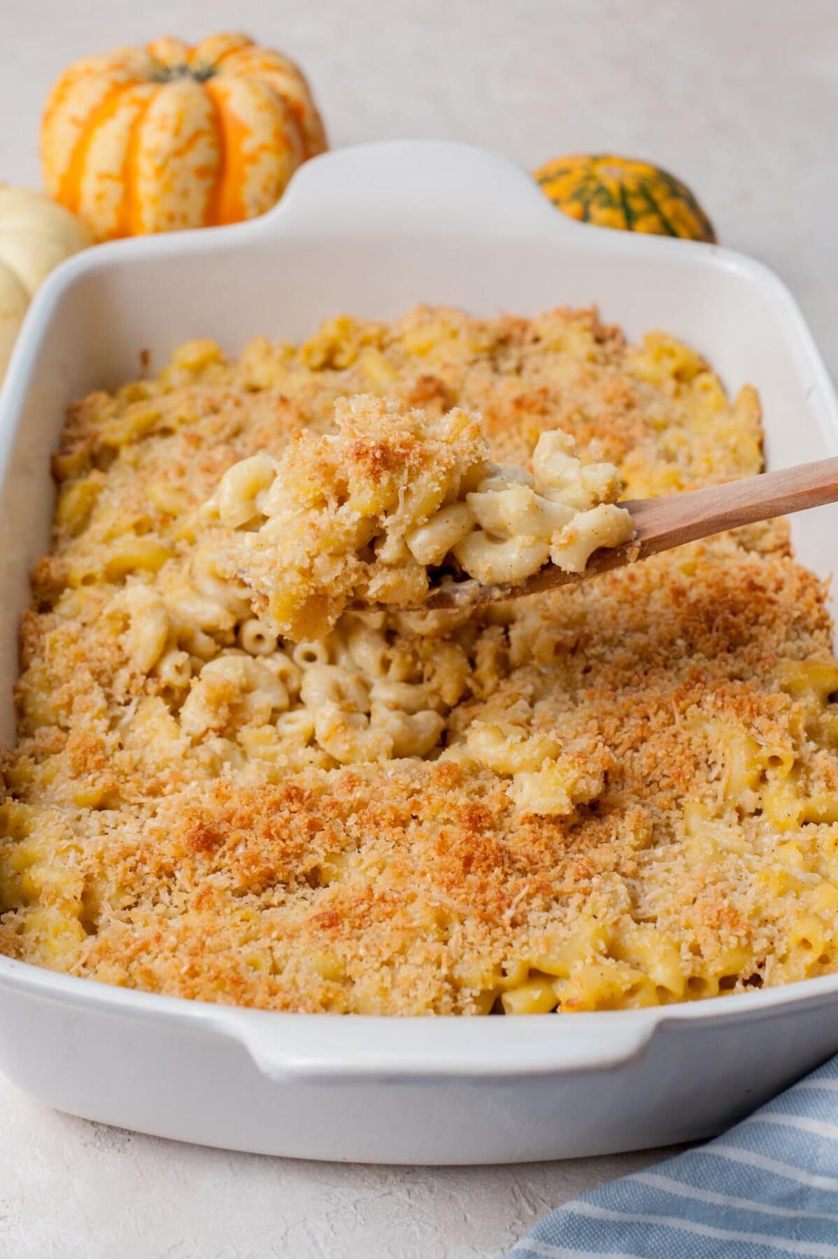 Pumpkin mac and cheese with breadcrumb parmesan topping in a white baking dish.