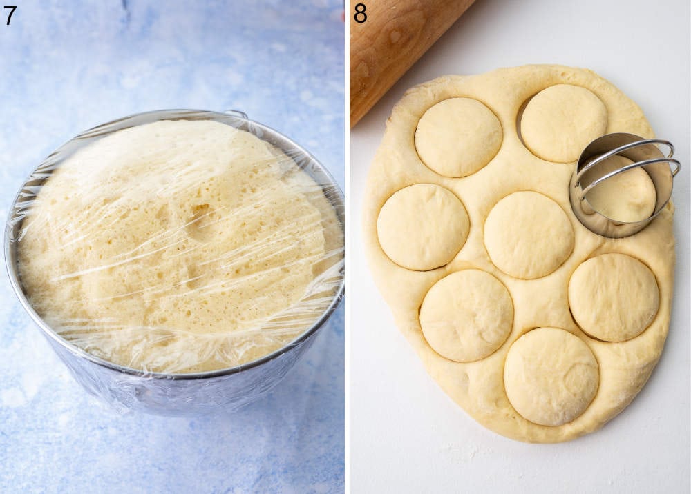 Risen dough for paczki. Rolled out dough with cut out rounds.